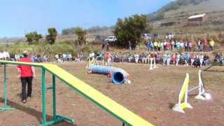 preview picture of video 'Dog Agility at Feria de San Antonio del Monte, Garafía, La Palma'