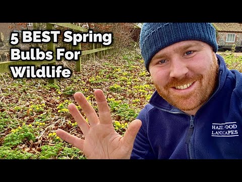 The 5 BEST Spring Bulbs for Wildlife