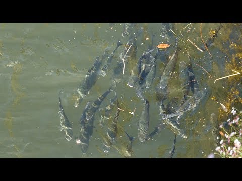 Hundreds of Big Fish in Douro River, Porto, Portugal Rio Douro