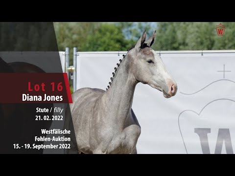 Online-Auktion Lot 16 Diana Jones Stute v. Diaron - Colmani