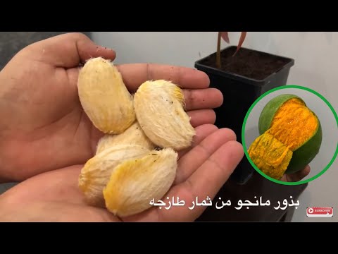 , title : 'طريقة زراعة بذور المانجو / الهمبا   Mango grow from seed'