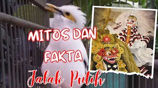 Download lagu 🔴MITOS DAN FAKTA | BURUNG JALAK PUTIH mp3 Download lagu 🔴MITOS DAN FAKTA | BURUNG JALAK PUTIH mp3