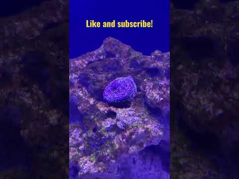 The reveal! Amazing additions to the 180G reef tank! 1 more to go! #reeftank #fish #coral #shrimp