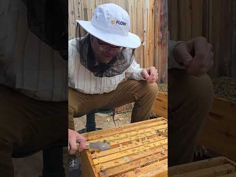 Do Bees Have Penis