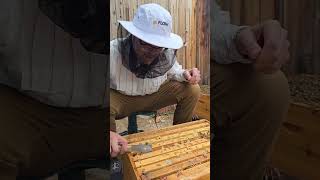 Ever wonder what a bee penis looks like Endophallus exposed!!
