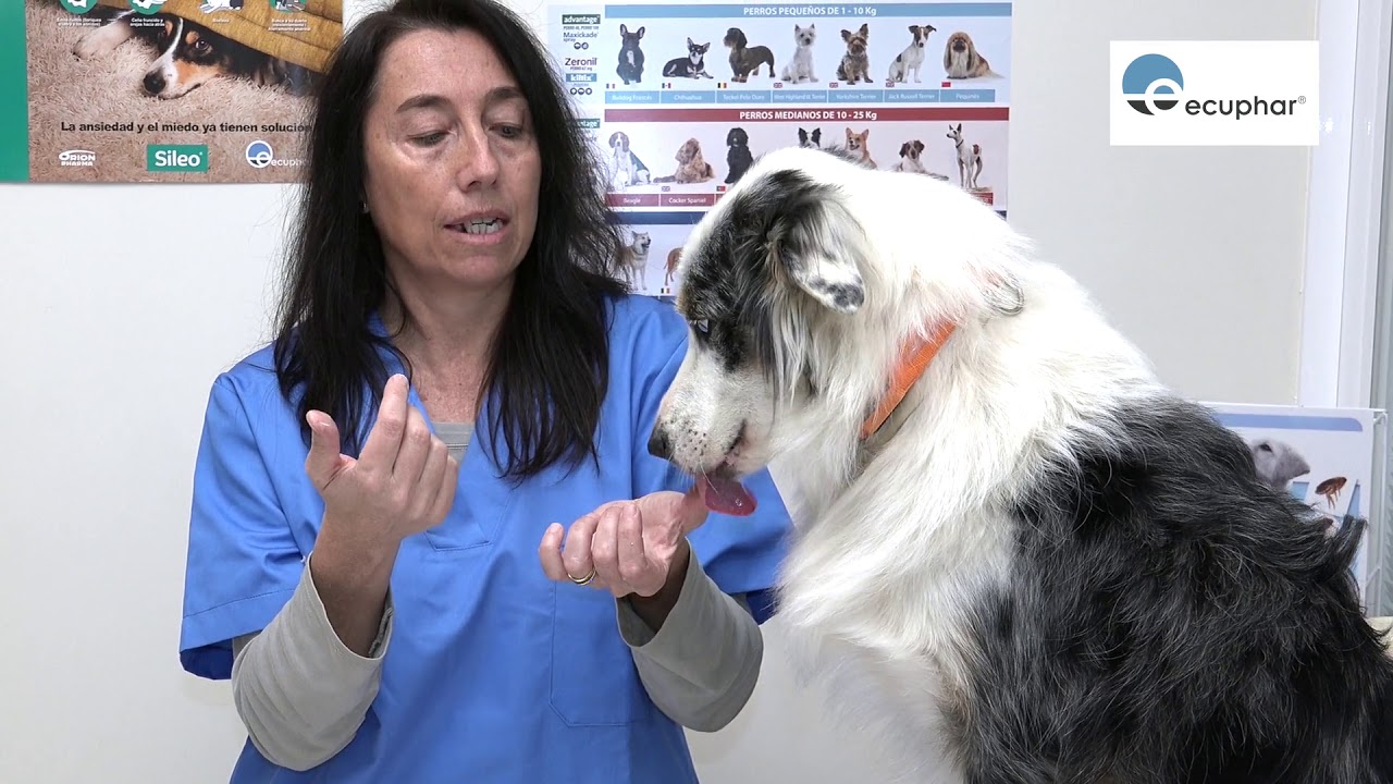 CÓMO ADMINISTRAR MEDICAMENTOS A TU PERRO - VIDEOCONSEJOS ECUPHAR