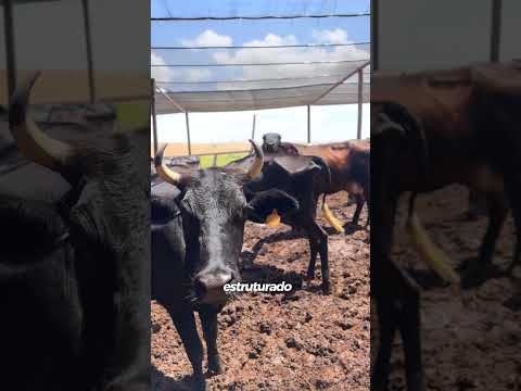 Fazenda em Abadiania GO. R$ 8.700.000,00.