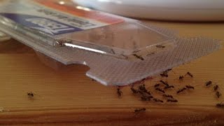 Why Ants Sometimes Drown in TERRO Liquid Ant Bait