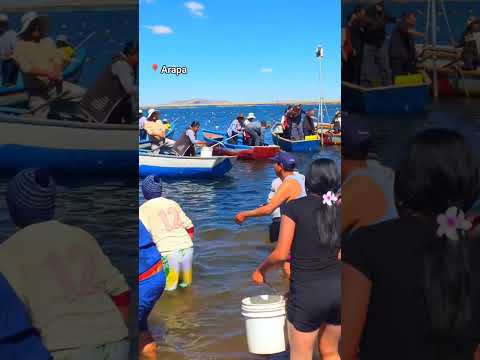 #ARAPA, Azangaro -  Puno.SAN PEDRO Y SAN PABLO. 🐟🐟 #puno