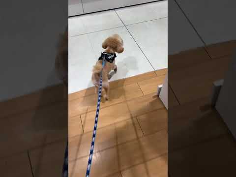経営学科 ペットショップで散歩するトイプードル13ヶ月 #toypoodle #トイプードル