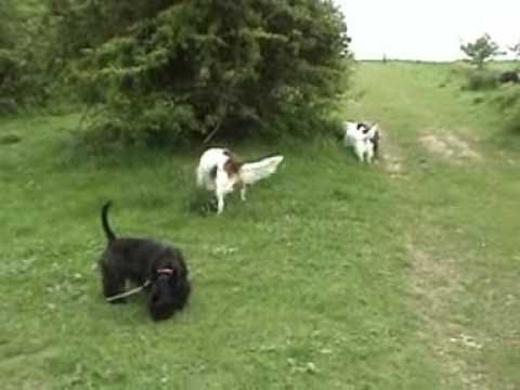 Dog tricks and trundles dog walking and training video.