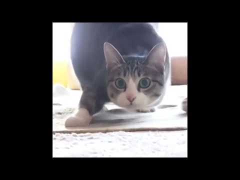 Pourquoi Le Chat Bouge T Il Ses Fesses Avant D Attaquer