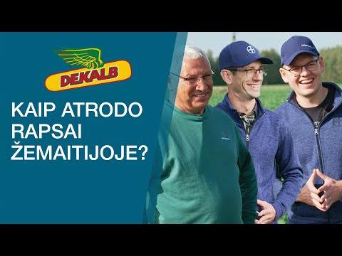 DEKALB žieminiai rapsai žemaitijos laukuose