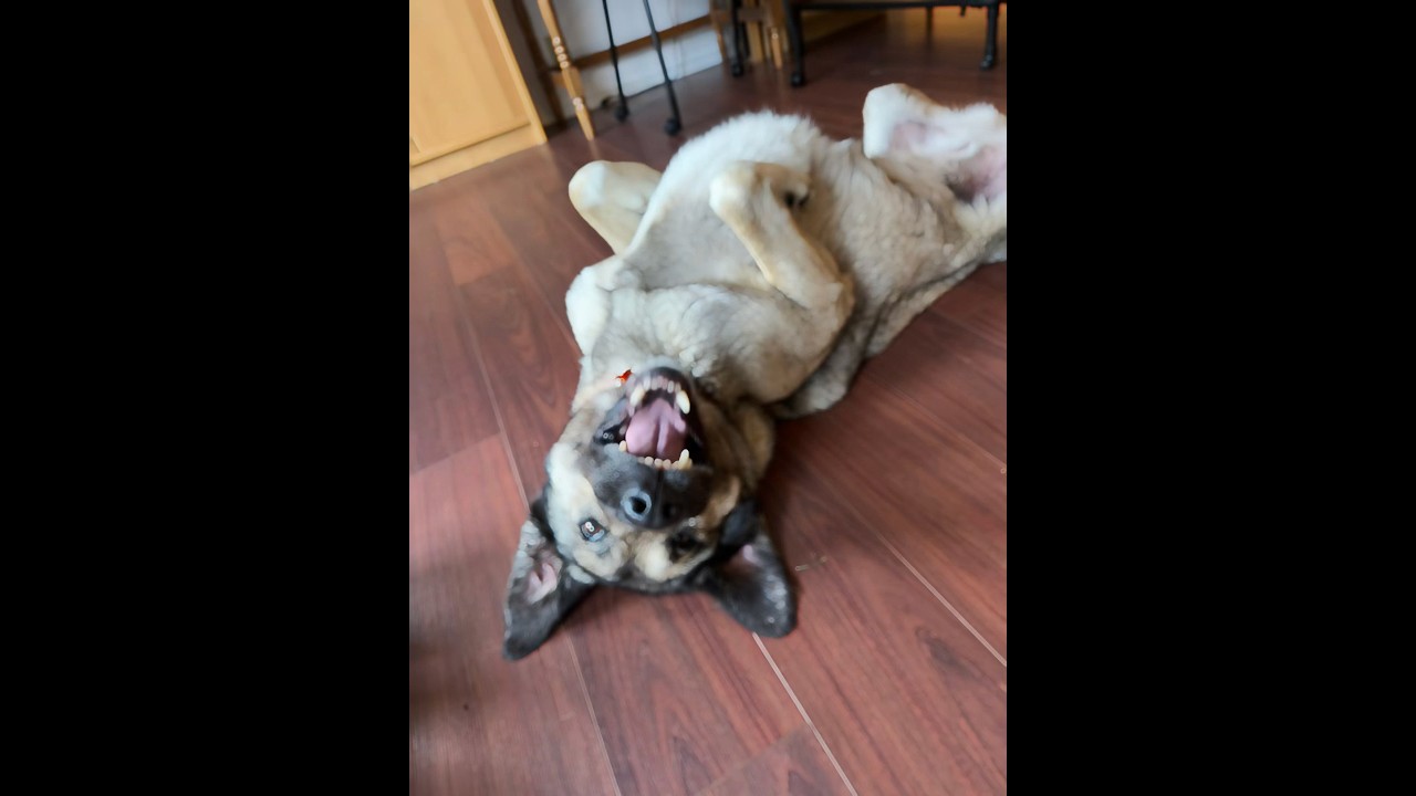 Enlarge Casey, a ADOPTABLE mixed breed in Cathlamet, WA video 2/6