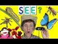 What Do You See? Song | Bugs and Insects | Learn English Kids