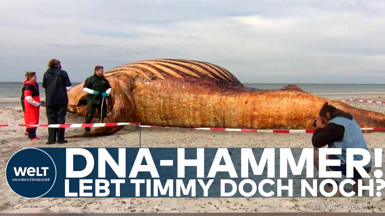 HOFFNUNG FÜR TIMMY: DNA-Ergebnis sorgt für überraschende Wende! War der tote Wal gar nicht Timmy?