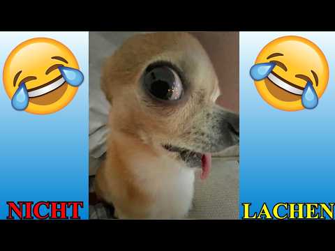 VERSUCHE NICHT ZU LACHEN !!! 🤣🤣🤣 #79