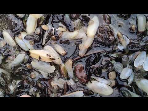 Strange snail on the beach #trending #sea #beach #shorts