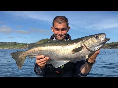 Sea Fishing UK - Pollack Fishing with lures and live baits - How to catch Pollack | The Fish Locker