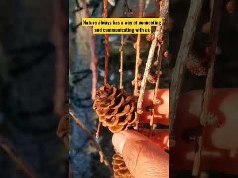 Nature always has a way of connecting and communicating with us!!#youtube #shorts #viralvideo