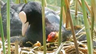 Blässhuhn (Fulica atra) mit Jungen am Haldensee im Tannheimer Tal - Österreich