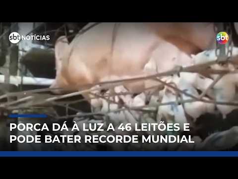 Porca dá à luz 46 leitões e pode bater recorde mundial em Minas Gerais | #SBTNotícias