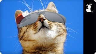 Favorite view: Cat's eye view while hiding under furniture.