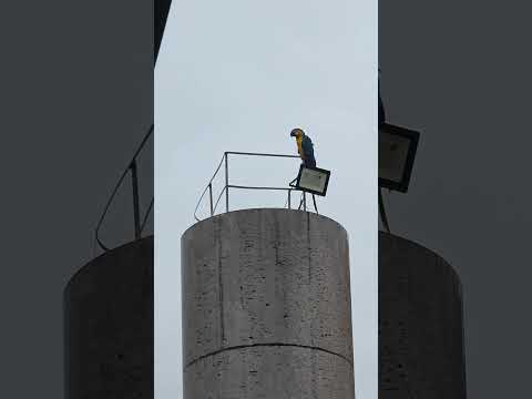 Arara na chuva #lucasdorioverde #shorts #birds #matogrosso #chuvas #aves