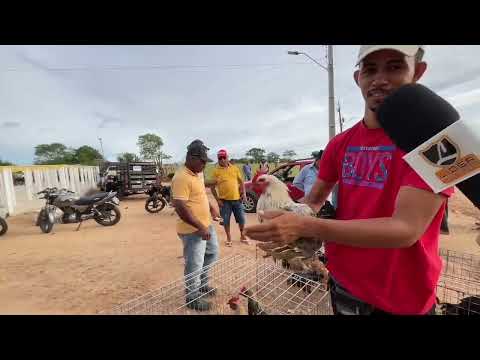 Feira de Galinha Capoeira em Senador Rui palmeira - AL  31 - 03 - 2026 #nordeste 