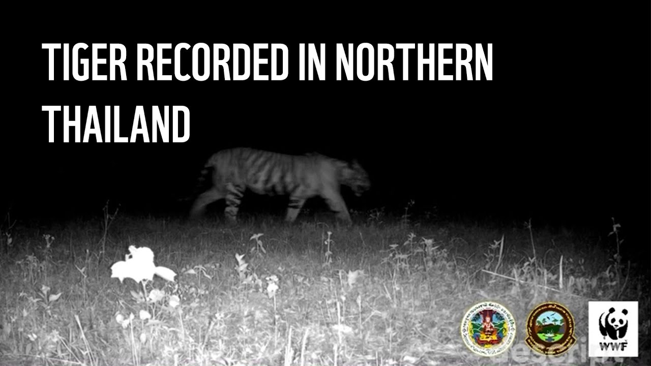 Tigers move north in Thailand | WWF-Thailand