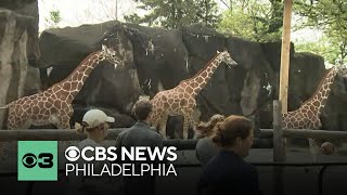 Giraffes gallop alongside hundreds of runners at Philadelphia Zoo's Run Wild for the Zoo 5K