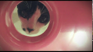 邱舒的時間【The Veronicas - mad love】