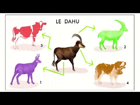 Kennt ihr das Tier namens "Dahu"? | Karambolage | ARTE