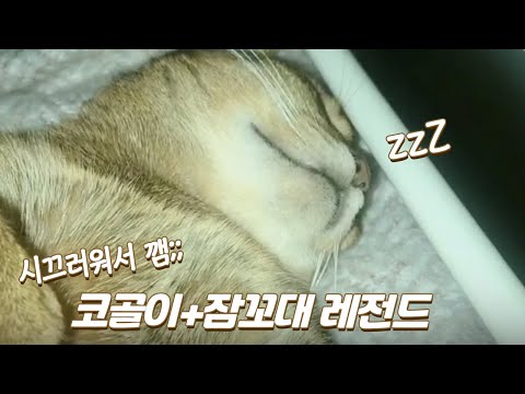 고양이 코골이 + 잠꼬대 레전드