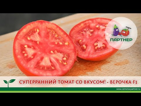 Томат Верочка Характеристика Фото