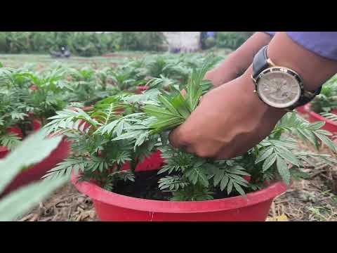 @Planting Marigolds for Tet (Vietnamese New Year) 24/11 Pruning the tips B2. The first trips