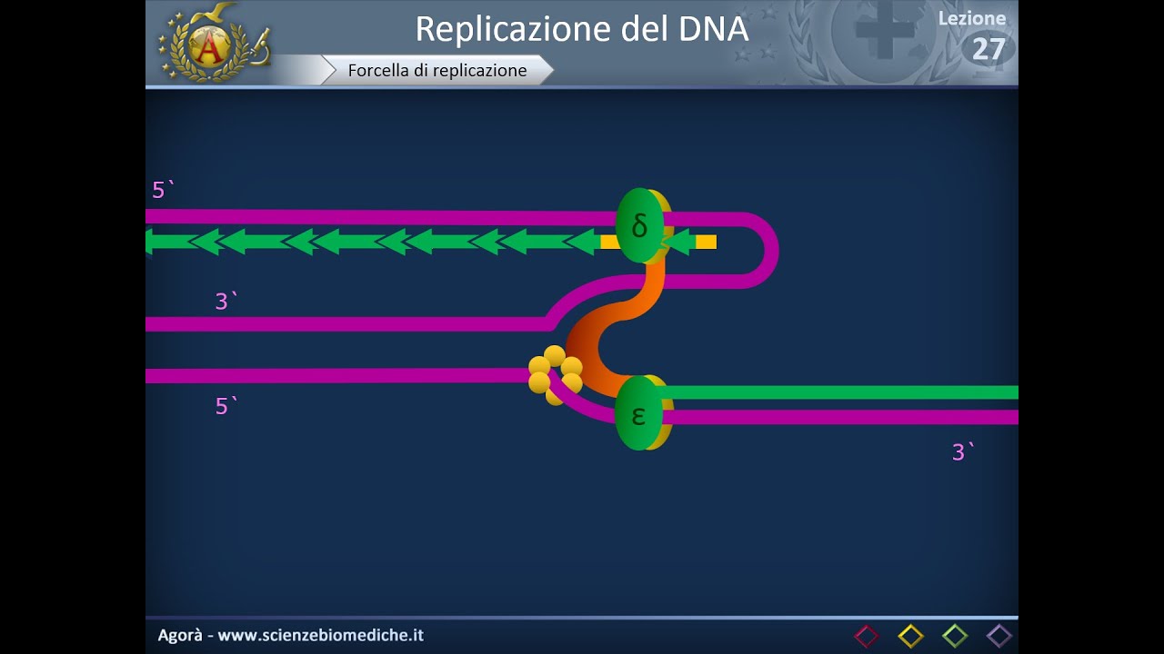 Citologia 27 - Replicazione del DNA