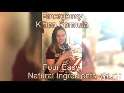Making Emergency Kitten Formula Using All-Natural Ingredients