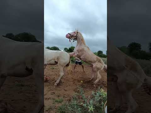 #Whatsapp#pawer#full#horse#shots#reel#