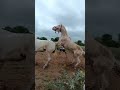 Whatsapp Pawer Full Horse Shots Reel