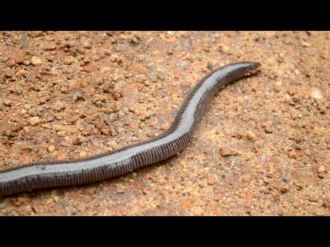 Caecilian