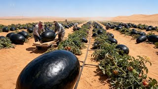 They Grew Giant Black Watermelons in the Desert — The Result Shocked the World