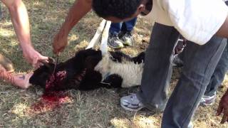 Slaughtering goat at Kind Hearts