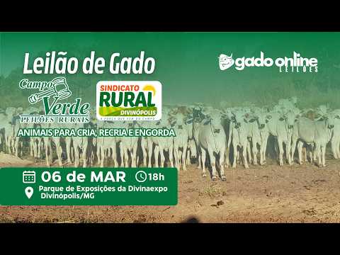 🌟LEILÃO DE GADO - PARQUE DE EXPOSIÇÕES DE DIVINÓPOLIS/MG🎥