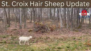 St Croix sheep in new pasture & Farms Plans