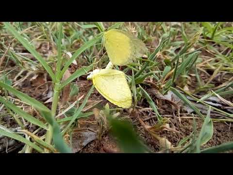 Mating Common Emigrant Butterflies | Explore a Memorable Experience with Capt Subbu!
