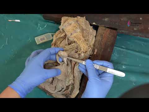 Female Pelvis  Sagittal Section