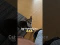 Cat Frightens Face 😂😂 #cats #cat #catlover #catvideos #catshorts #frighfrighten #kitten