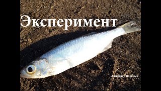 Как поймать поздней осенью живца