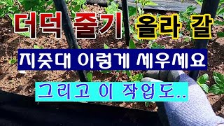[텃밭농부 1,422]  더덕 줄기가 타고 올라 갈 지줏대를 세우는 방법. #더덕재배